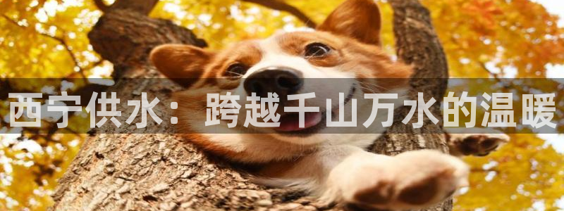 球友会在线登录账号吗安全吗